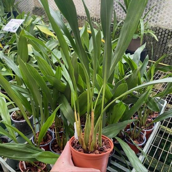 Dendrochilum abbreviatum