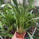 Dendrochilum abbreviatum