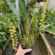 Dendrochilum abbreviatum
