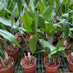 Dendrochilum cobbianum