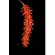 Dendrochilum coccineum