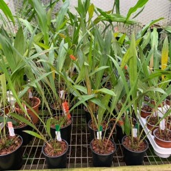 Dendrochilum coccineum