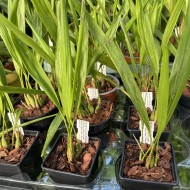Dendrochilum filiforme