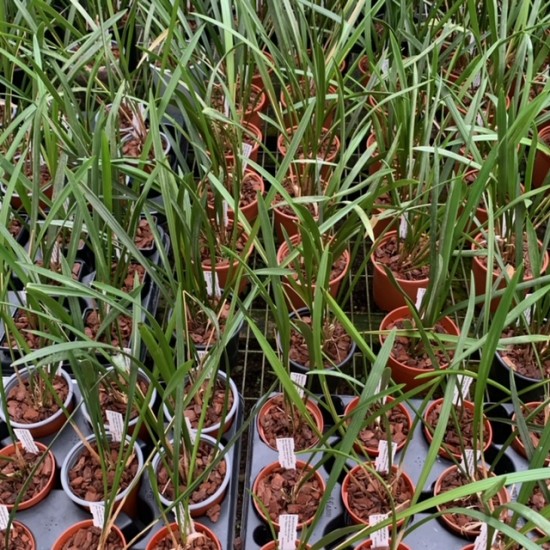 Dendrochilum javieri