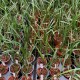 Dendrochilum javieri