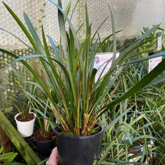 Dendrochilum javieri
