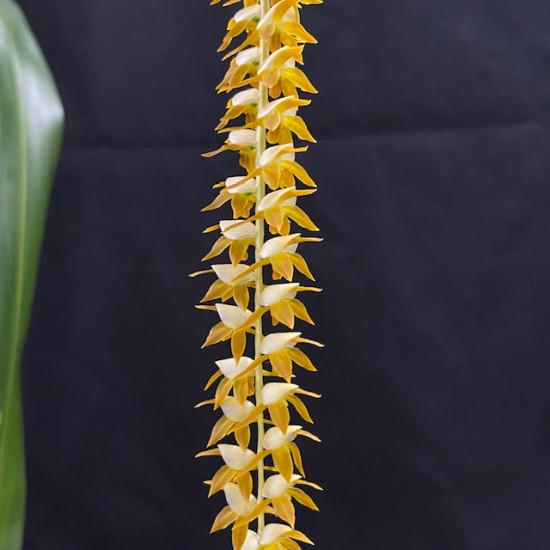 Dendrochilum latifolium Dendrochilum latifolium