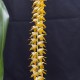 Dendrochilum latifolium Dendrochilum latifolium