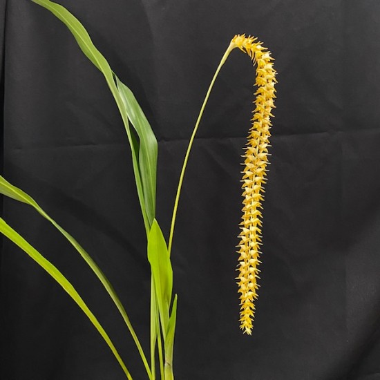 Dendrochilum latifolium Dendrochilum latifolium