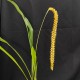 Dendrochilum latifolium Dendrochilum latifolium