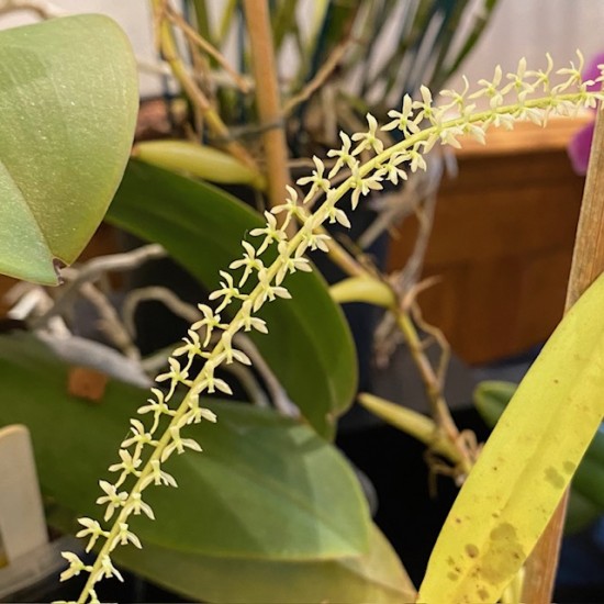 Dendrochilum pallidiflavens