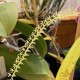 Dendrochilum pallidiflavens