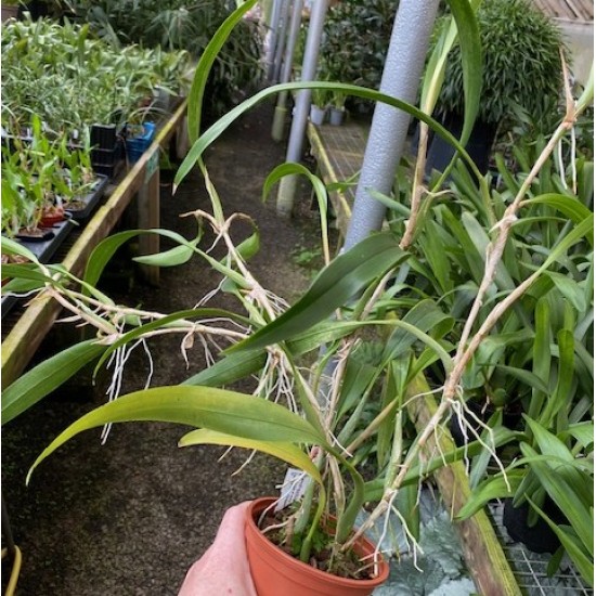 Dendrochilum pallidiflavens