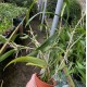 Dendrochilum pallidiflavens