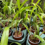 Dendrochilum pallidiflavens Dendrochilum pallidiflavens