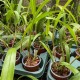 Dendrochilum pallidiflavens