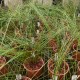 Dendrochilum tenellum
