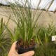 Dendrochilum tenellum
