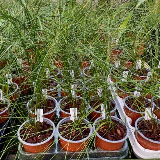Dendrochilum tenellum