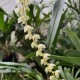 Dendrochilum uncatum