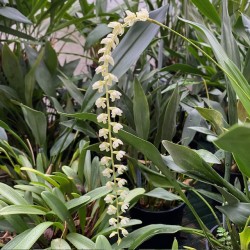 Dendrochilum uncatum