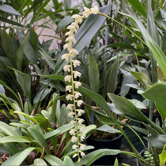 Dendrochilum uncatum