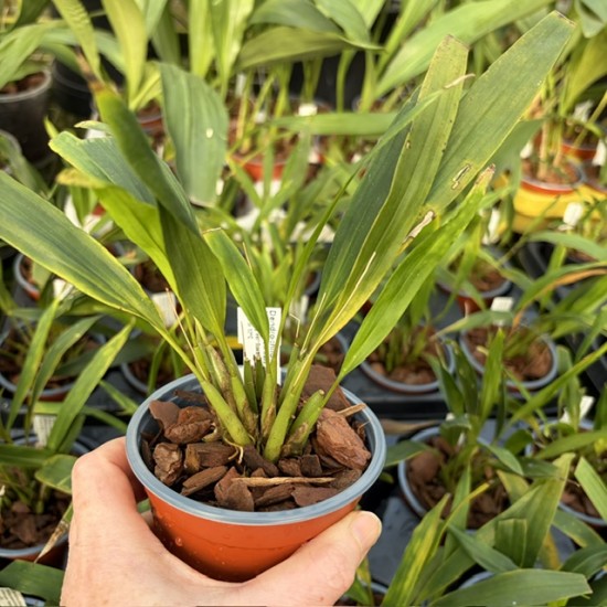 Dendrochilum uncatum