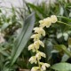 Dendrochilum uncatum