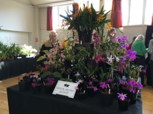 DOS Orchid Society Programme 2023
