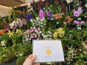 RHS Orchid Show Wisley March 2023