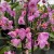 The Story of the Festival Phalaenopsis The Story of the Festival Phalaenopsis