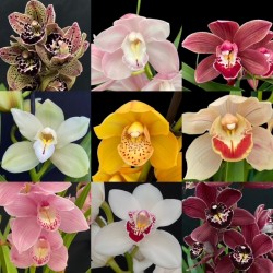 Flowering Cymbidium Collection