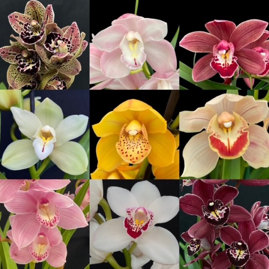 Flowering Cymbidium Collection Flowering Cymbidium Collection
