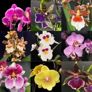 Flowering Orchids Combo Offer (3)