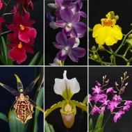 Flowering Orchids Combo Offer (6)