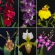 Flowering Orchids Combo Offer (6)
