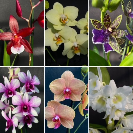 Flowering Orchids Combo Offer (12)