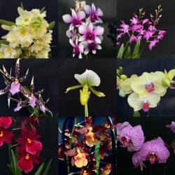 Flowering Orchid Monthly Scheme