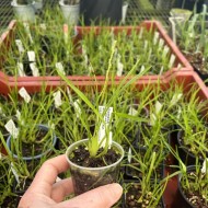 Gomesa radicans