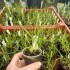 Gomesa radicans