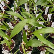 Gongora galeata var. alba x self