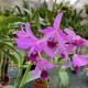Guarianthe bowringiana