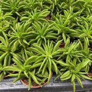 Peperomia Happy Bean