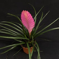 Tillandsia cyanea 'Anita'