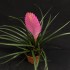 Tillandsia cyanea 'Vincent'