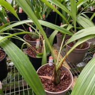 Ida costata Ida costata