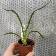 Liparis crenulata