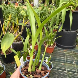 Liparis elliptica 'Roger'