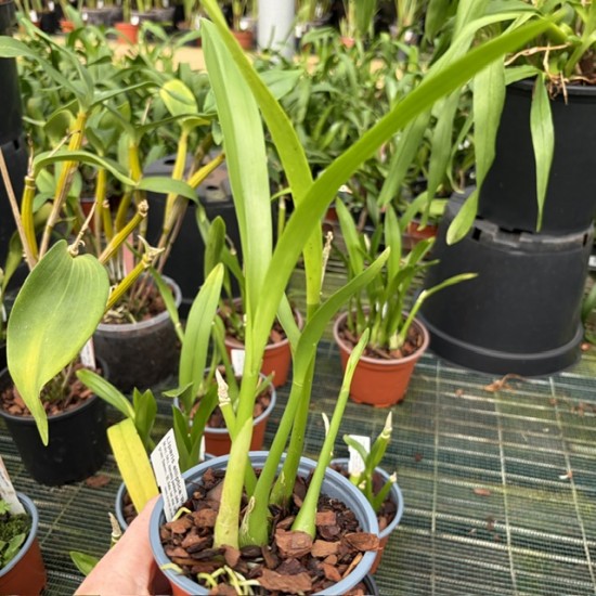 Liparis elliptica 'Roger'