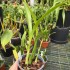 Liparis elliptica 'Roger'
